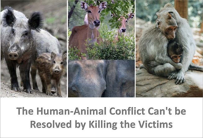Human-Animal Conflict in India – Wild Animals as Victims of Speciesist  Violence - Vegan India!